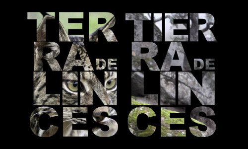 Belém é Terra de Linces Belém é Terra de Linces
